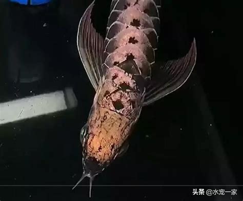 金龍魚壽命|金龍魚能活多久，多大可以繁殖精選